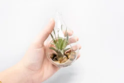 SALE - Set Of 3 Airy Teardrop Terrariums With Flat Bottoms -Air Plant Supply Store Tillandsia Air Plant Terrarium Kit 8 scaled