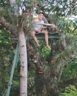 Large Tillandsia Fasciculata Tricolor Golden Torch Air Plants -Air Plant Supply Store Tillandsia Air Plant Tree Fasciculata Clump