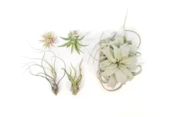 The Aztec Collection Of Tillandsia Air Plants