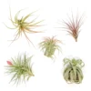 Collector's Choice Collection Of Tillandsia Air Plants