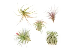 Collector's Choice Collection Of Tillandsia Air Plants