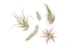 The Mayan Collection Of Tillandsia Air Plants