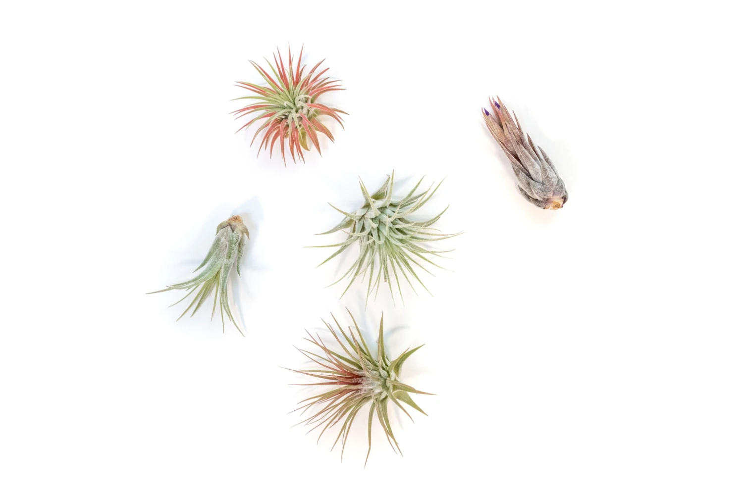 SALE - Mini Tillandsia Ionantha Air Plant Pups - Sets Of 5, 10 Or 15 - 40% Off 4 SALE - Mini Tillandsia Ionantha Air Plant Pups - Sets Of 5, 10 Or 15 - 40% Off - Image 4