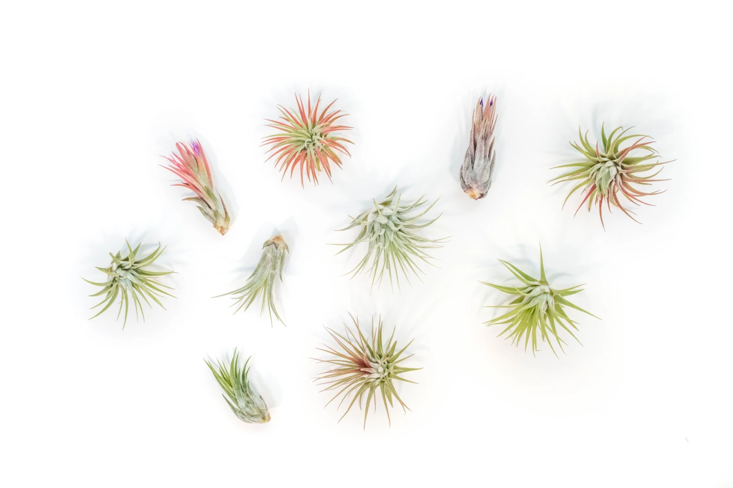 SALE - Mini Tillandsia Ionantha Air Plant Pups - Sets Of 5, 10 Or 15 - 40% Off 5 SALE - Mini Tillandsia Ionantha Air Plant Pups - Sets Of 5, 10 Or 15 - 40% Off - Image 5
