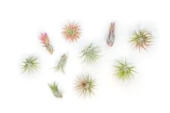 SALE - Tillandsia Ionantha Air Plant Super Packs - Set Of 20, 30 Or 50 - 70% Off 5 SALE - Tillandsia Ionantha Air Plant Super Packs - Set Of 20, 30 Or 50 - 70% Off -Air Plant Supply Store Tillandsia Air Plant Variety Pack 13 519bfd77 9b7c 475b 9606 9fd7fff77d5c