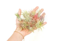 SALE - Mini Tillandsia Ionantha Air Plant Pups - Sets Of 5, 10 Or 15 - 40% Off 11 SALE - Mini Tillandsia Ionantha Air Plant Pups - Sets Of 5, 10 Or 15 - 40% Off -Air Plant Supply Store Tillandsia Air Plant Variety Pack 14 scaled