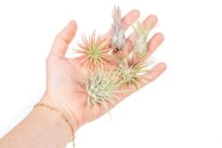 SALE - Mini Tillandsia Ionantha Air Plant Pups - Sets Of 5, 10 Or 15 - 40% Off