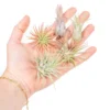 SALE - Tillandsia Ionantha Air Plant Super Packs - Set Of 20, 30 Or 50 - 70% Off