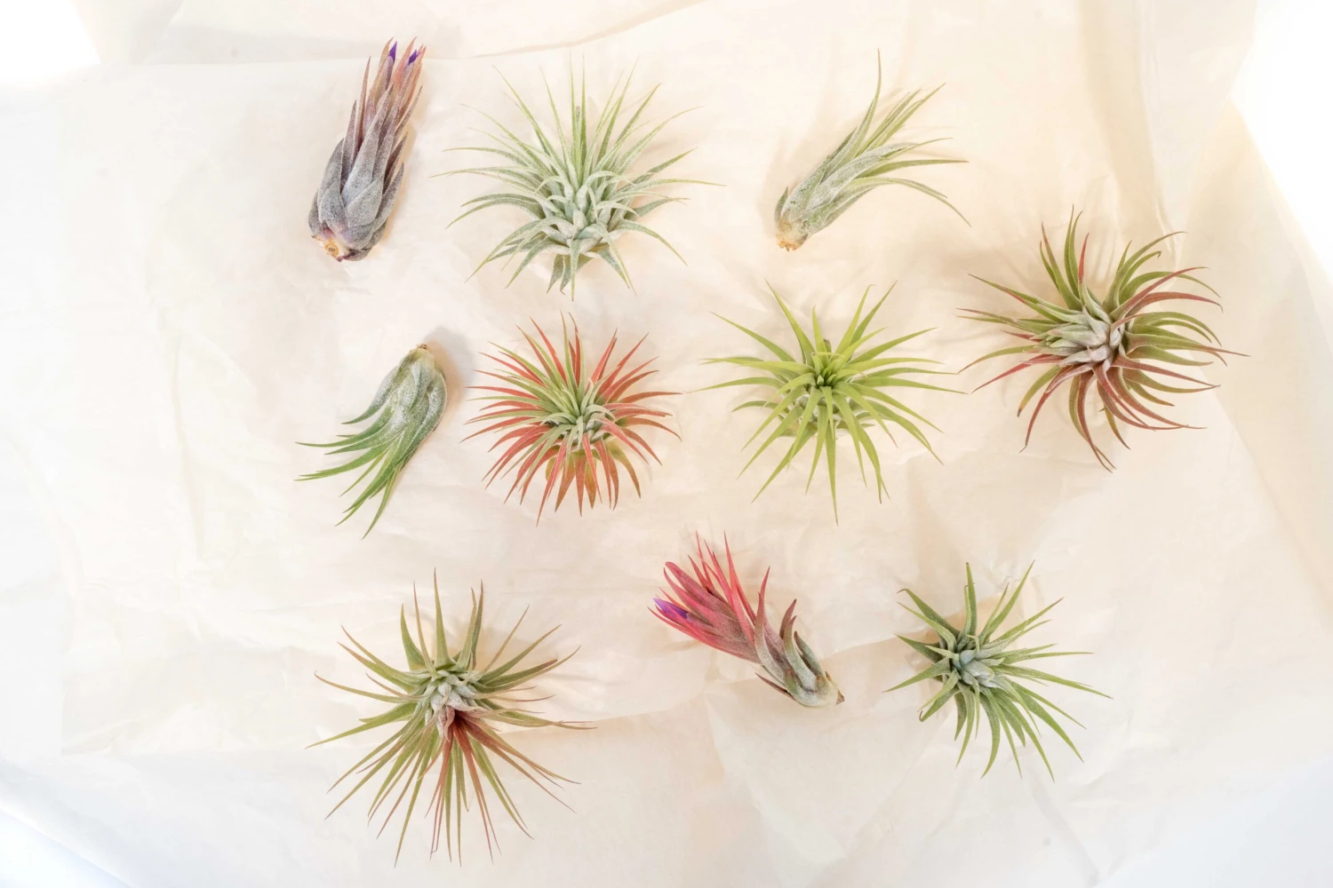 SALE - Mini Tillandsia Ionantha Air Plant Pups - Sets Of 5, 10 Or 15 - 40% Off 3 SALE - Mini Tillandsia Ionantha Air Plant Pups - Sets Of 5, 10 Or 15 - 40% Off - Image 3
