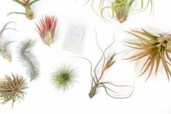 SALE - Premium Tillandsia Air Plant Grab Bag & Fertilizer Packet - Set Of 10, 20 Or 30 - 40% Off -Air Plant Supply Store Tillandsia Air Plant Variety Pack 2 3