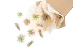 SALE - Tillandsia Ionantha Air Plant Super Packs - Set Of 20, 30 Or 50 - 70% Off 6 SALE - Tillandsia Ionantha Air Plant Super Packs - Set Of 20, 30 Or 50 - 70% Off -Air Plant Supply Store Tillandsia Air Plant Variety Pack 20 52731a0a 00c4 4d7e ae6c d05a0780badd