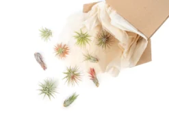 SALE - Tillandsia Ionantha Air Plant Super Packs - Set Of 20, 30 Or 50 - 70% Off -Air Plant Supply Store Tillandsia Air Plant Variety Pack 20 52731a0a 00c4 4d7e ae6c d05a0780badd scaled