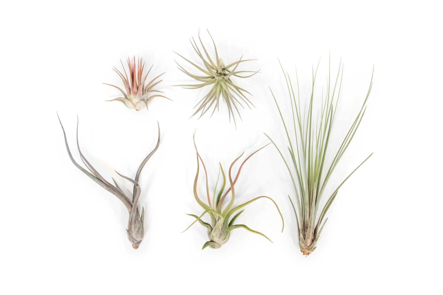 SALE - The Yucatan Collection Of Tillandsia Air Plants - Set Of 10 Or 20 - 50% Off 1 SALE - The Yucatan Collection Of Tillandsia Air Plants - Set Of 10 Or 20 - 50% Off