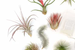 SALE - Premium Tillandsia Air Plant Grab Bag & Fertilizer Packet - Set Of 10, 20 Or 30 - 40% Off -Air Plant Supply Store Tillandsia Air Plant Variety Pack 3 2 scaled