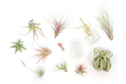 Tillandsia Air Plant Grab Bag Of 10 Small & Medium Plants, Fertilizer & Air Plant Mister