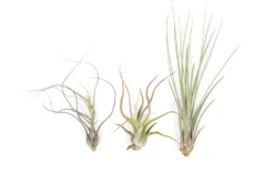 Long & Lovely Collection Of Tillandsia Air Plants