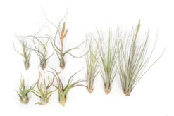 Long & Lovely Collection Of Tillandsia Air Plants -Air Plant Supply Store Tillandsia Air Plant Variety Pack 5 scaled