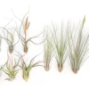 SALE - Long & Lovely Collection Of Tillandsia Air Plants - Set Of 9 Or 18 - 50% Off