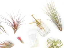 Tillandsia Air Plant Grab Bag Of 10 Small & Medium Plants, Fertilizer & Air Plant Mister -Air Plant Supply Store Tillandsia Air Plant Variety Pack 6 2 scaled