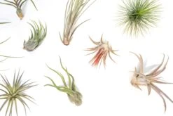Tillandsia Air Plant Grab Bag - 10 Small Plants -Air Plant Supply Store Tillandsia Air Plant Variety Pack 7