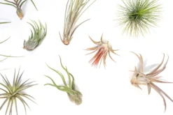 Tillandsia Air Plant Grab Bag - 10 Small Plants 5 Tillandsia Air Plant Grab Bag - 10 Small Plants -Air Plant Supply Store Tillandsia Air Plant Variety Pack 7 scaled