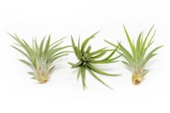 SALE - Large Tillandsia Velutina Air Plants - Set Of 5 Or 10 - 50% Off -Air Plant Supply Store Tillandsia Air Plant Velutina 1