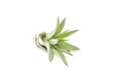 Tillandsia Velutina Air Plants -Air Plant Supply Store Tillandsia Air Plant Velutina 1 beb9e93c f917 4dba b0ed 93e786a45f6c