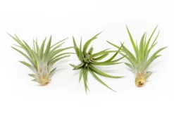 Tillandsia Velutina Air Plants -Air Plant Supply Store Tillandsia Air Plant Velutina 1 bf77f633 ddac 4d67 85da 92ac5c58c4ed scaled