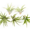 SALE - Large Tillandsia Velutina Air Plants - Set Of 5 Or 10 - 50% Off