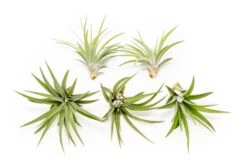 Tillandsia Velutina Air Plants -Air Plant Supply Store Tillandsia Air Plant Velutina 2 e8e1dce6 c784 4f7c 84f1 82970de2356d