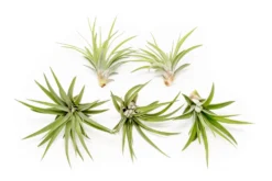 Tillandsia Velutina Air Plants -Air Plant Supply Store Tillandsia Air Plant Velutina 2 e8e1dce6 c784 4f7c 84f1 82970de2356d scaled