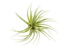 Tillandsia Vernicosa Air Plants -Air Plant Supply Store Tillandsia Air Plant Vernicosa 1