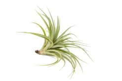 Tillandsia Vernicosa Air Plants -Air Plant Supply Store Tillandsia Air Plant Vernicosa 2