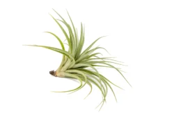 Tillandsia Vernicosa Air Plants 14 Tillandsia Vernicosa Air Plants -Air Plant Supply Store Tillandsia Air Plant Vernicosa 2 scaled