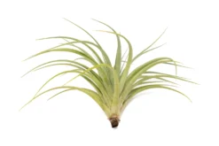 Tillandsia Vernicosa Air Plants 15 Tillandsia Vernicosa Air Plants -Air Plant Supply Store Tillandsia Air Plant Vernicosa 3 scaled