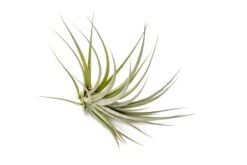 Tillandsia Vernicosa Air Plants -Air Plant Supply Store Tillandsia Air Plant Vernicosa 4