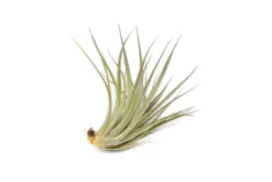Tillandsia Vernicosa Air Plants 10 Tillandsia Vernicosa Air Plants -Air Plant Supply Store Tillandsia Air Plant Vernicosa 5 scaled