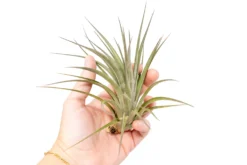 Tillandsia Vernicosa Air Plants 12 Tillandsia Vernicosa Air Plants -Air Plant Supply Store Tillandsia Air Plant Vernicosa 6 scaled
