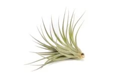 Tillandsia Vernicosa Air Plants -Air Plant Supply Store Tillandsia Air Plant Vernicosa 7
