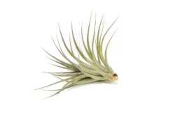 Tillandsia Vernicosa Air Plants 11 Tillandsia Vernicosa Air Plants -Air Plant Supply Store Tillandsia Air Plant Vernicosa 7 scaled