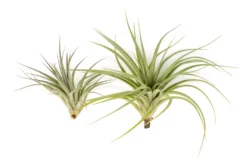 Tillandsia Vernicosa Air Plants