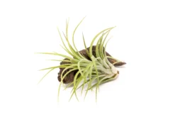 TIllandsia Ionantha Brachycaulos X Ionantha 'Victoriana' Air Plants -Air Plant Supply Store Tillandsia Air Plant Victoriana 1 958603bd 1c3f 447f 87f1 313ae539f978 scaled