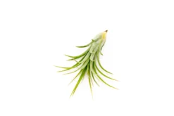 Collector's Choice Collection Of Tillandsia Air Plants -Air Plant Supply Store Tillandsia Air Plant Victoriana 2 1 scaled