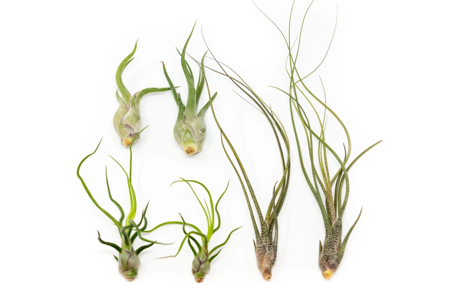 The Wild Things Collection Of Tillandsia Air Plants 1 The Wild Things Collection Of Tillandsia Air Plants