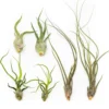 SALE - The Wild Things Collection Of Tillandsia Air Plants - Set Of 9 Or 18 Air - 70% Off