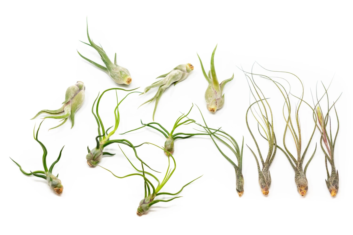 SALE - The Wild Things Collection Of Tillandsia Air Plants - Set Of 9 Or 18 Air - 70% Off 5 SALE - The Wild Things Collection Of Tillandsia Air Plants - Set Of 9 Or 18 Air - 70% Off - Image 5