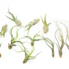 Set Of 3 Wild Things Tillandsia Air Plants