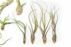 SALE - The Wild Things Collection Of Tillandsia Air Plants - Set Of 9 Or 18 Air - 70% Off 14 SALE - The Wild Things Collection Of Tillandsia Air Plants - Set Of 9 Or 18 Air - 70% Off -Air Plant Supply Store Tillandsia Air Plant Wild Ones Collection 5