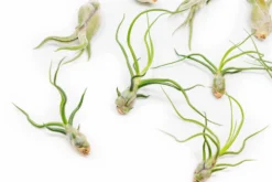 Set Of 3 Wild Things Tillandsia Air Plants -Air Plant Supply Store Tillandsia Air Plant Wild Ones Collection 6 ffef1225 bddd 4ea5 a8bd 30d54e8c90c2 scaled