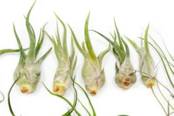 Set Of 3 Wild Things Tillandsia Air Plants -Air Plant Supply Store Tillandsia Air Plant Wild Ones Collection 8 3655903a 0857 4d94 8640 19e65ee2c520 scaled